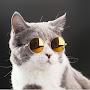 cool_cat