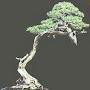 kireina bonsai