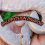 @BallPythonPassion