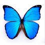 Bluemorpho