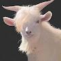 rizzified goat