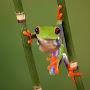 Ninja Tree Frog