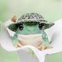 Incog Frog