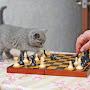 Шахматные стримы и обучение шахматам