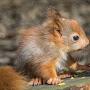 The Red Squirrel Warrior