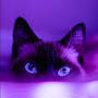 Violet Cat