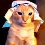 The Arab cat