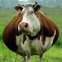 Tha Cow