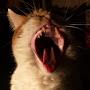 yawning kitty