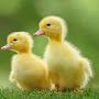 @Ducklovercustheresocute