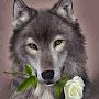 Серый Волк