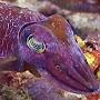 Miffed Cuttlefish