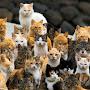 The National Cat Army Of the Catist Republic