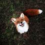 Fox Bloody