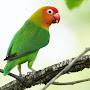 Arjo LoveBird