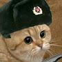 русский кот