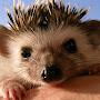 Hedgehognumber1