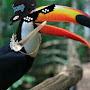 Bro toucan