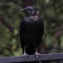 Crow Migration