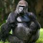 Grand Silverback