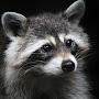 Raccoon T65