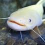 Troy The CatFish 