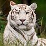 White Tiger