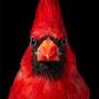 Cardinal