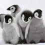 penguin cute