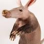 Aardvark Mindshank