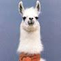 Spice Llama