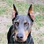 @Dobermanguarddogs