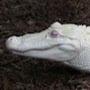 white crocodile