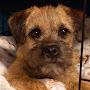 Ivy the Border Terrier