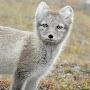 Arctic Fox