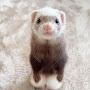 @Ferret-Girl66895