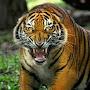 Тигр 95