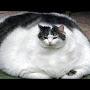 Fat Cat