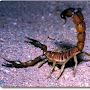 DesertScorpionKSA