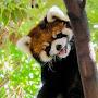 Red Panda