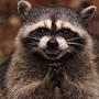 Rocky Raccoon