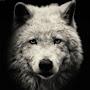 White Wolf n