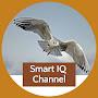 @smartiqchannel