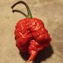 Growing Scoville