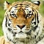 Amur Tiger 2030