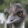 baku is impartial to emu