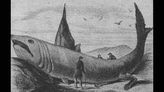 Did The Megalodon Really Exist?
