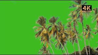 moving palm tree green screen