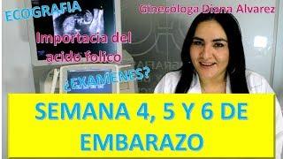 EMBARAZO SEMANA a SEMANA. PRIMER MES DE EMBARAZO, SEMANAS 4 A 7,  por  GINECOLOGA DIANA ALVAREZ