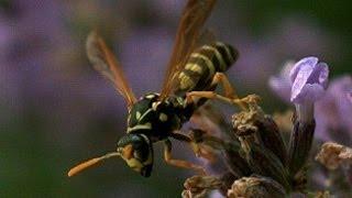 Wasp flight in slow motion, UltraSlo slow motion